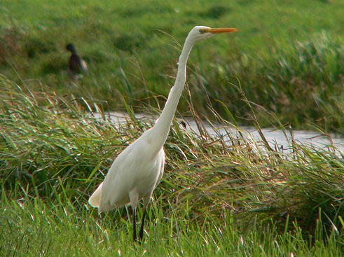 Grotezilverreiger260906